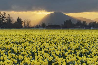 Photographic Print, , small