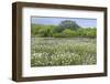 USA, Texas, Llano County. Field with white prickly poppies and oak trees.-Jaynes Gallery-Framed Photographic Print