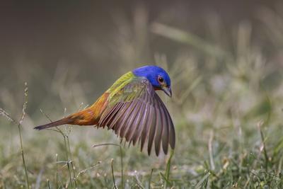 Photographic Print, , small