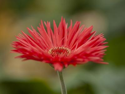 Photographic Print, , small