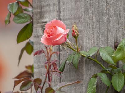 Photographic Print, , small