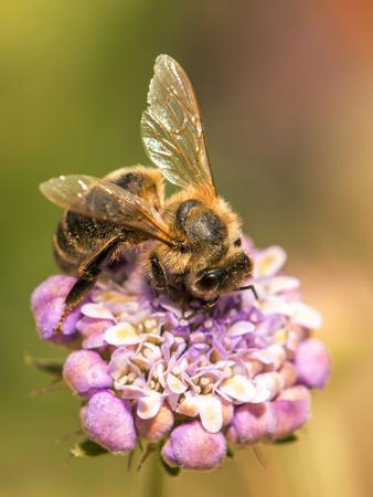 Photographic Print, , small