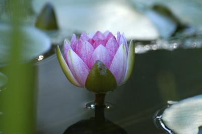 Photographic Print, , small