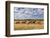 Horses just outside, Grand Teton National Park, Wyoming-Adam Jones-Framed Photographic Print