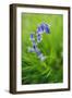 Bluebells in a Bluebell Wood in Oxfordshire-John Alexander-Framed Photographic Print