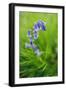 Bluebells in a Bluebell Wood in Oxfordshire-John Alexander-Framed Photographic Print