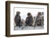 Baboons, Abha, Kingdom of Saudi Arabia, Middle East-Michael Runkel-Framed Photographic Print