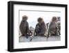 Baboons, Abha, Kingdom of Saudi Arabia, Middle East-Michael Runkel-Framed Photographic Print