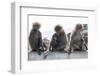 Baboons, Abha, Kingdom of Saudi Arabia, Middle East-Michael Runkel-Framed Photographic Print