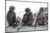 Baboons, Abha, Kingdom of Saudi Arabia, Middle East-Michael Runkel-Mounted Photographic Print