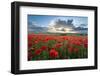 Mass of red poppies growing in field in Lambourn Valley at sunset-Stuart Black-Framed Photographic Print