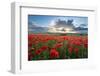 Mass of red poppies growing in field in Lambourn Valley at sunset-Stuart Black-Framed Photographic Print