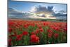 Mass of red poppies growing in field in Lambourn Valley at sunset-Stuart Black-Mounted Photographic Print