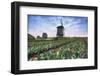 View of multi-coloured fields of tulips and windmills at spring, Berkmeer, Koggenland-Roberto Moiola-Framed Photographic Print