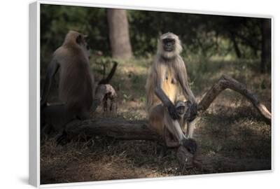 Stretched Canvas Print, , small
