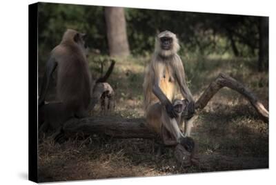 Stretched Canvas Print, , small
