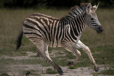 Photographic Print, , small