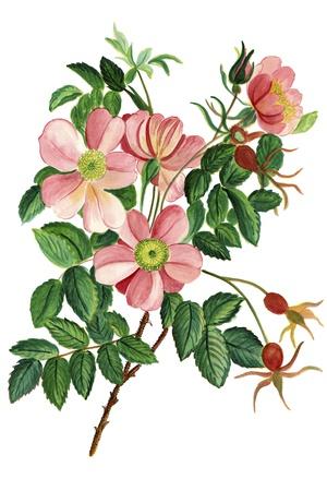Giclee Print, , small