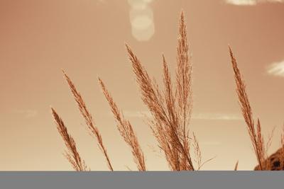 Photographic Print, , small