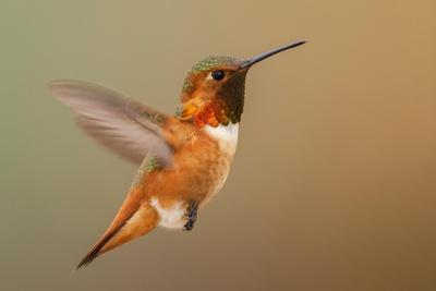 Photographic Print, , small