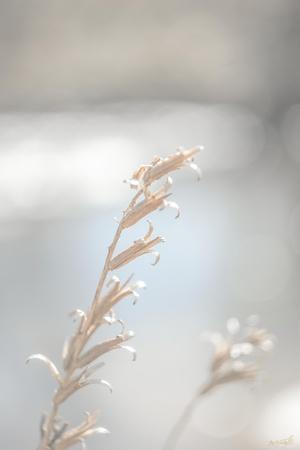 Photographic Print, , small