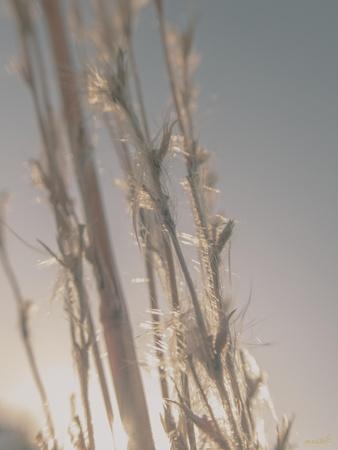 Photographic Print, , small