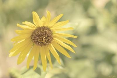 Photographic Print, , small