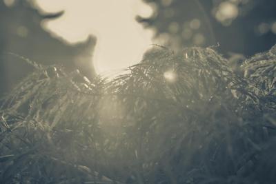 Photographic Print, , small