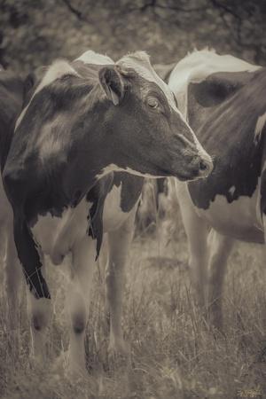 Photographic Print, , small