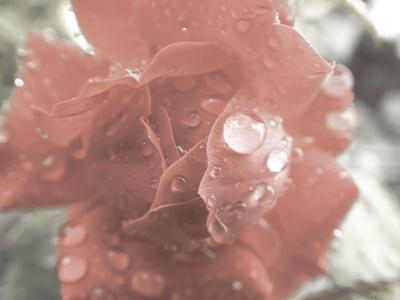 Photographic Print, , small
