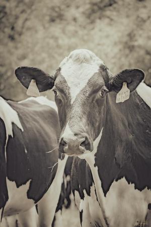Photographic Print, , small