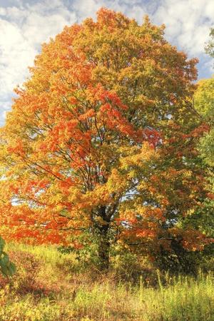 Photographic Print, , small