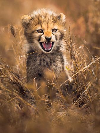 Photographic Print, , small