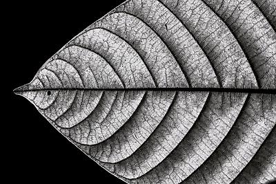 Photographic Print, , small