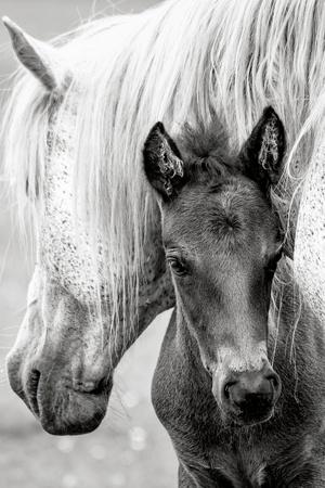 Photographic Print, , small