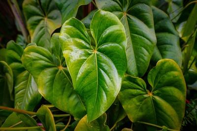 Photographic Print, , small
