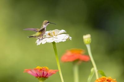 Photographic Print, , small