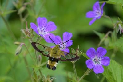 Photographic Print, , small