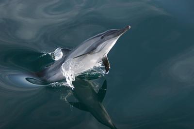 Photographic Print, , small