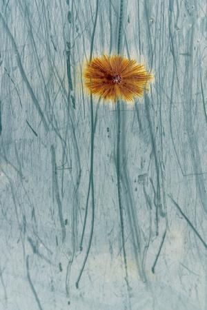 Photographic Print, , small