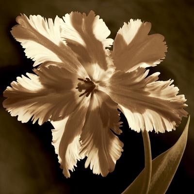 Photo, , small
