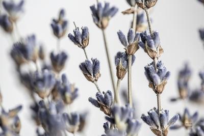 Photographic Print, , small