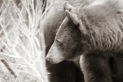 Photographic Print, , small