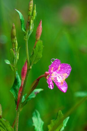 Photo, , small