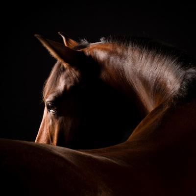 Photographic Print, , small