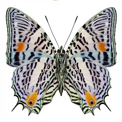 Photographic Print, , small