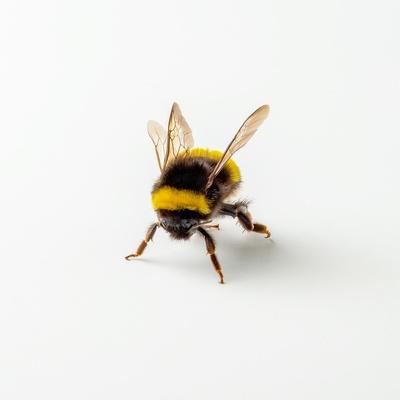 Photographic Print, , small