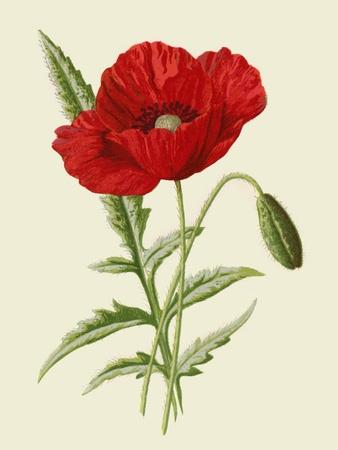 Giclee Print, , small