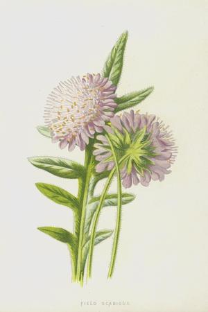 Giclee Print, , small