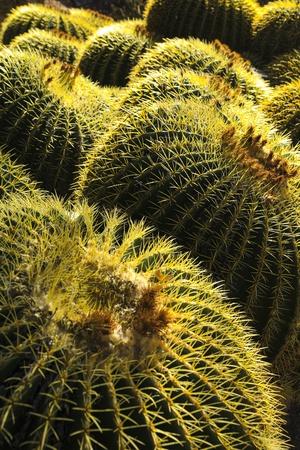Photographic Print, , small